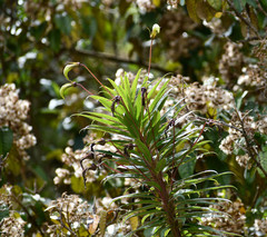 Siphocampylus lucidus