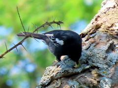 Melaniparus niger niger