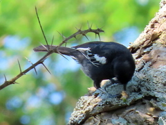 Melaniparus niger niger
