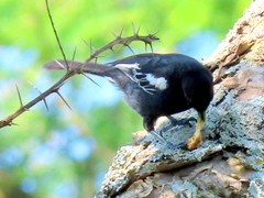Melaniparus niger niger