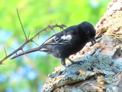 Melaniparus niger niger