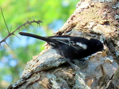 Melaniparus niger niger