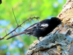 Melaniparus niger niger