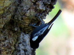 Melaniparus niger niger