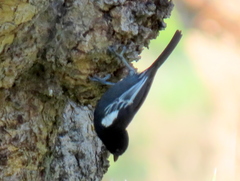 Melaniparus niger niger