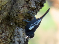 Melaniparus niger niger