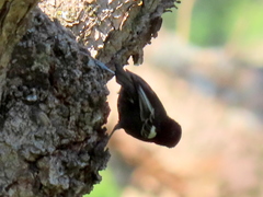 Melaniparus niger niger