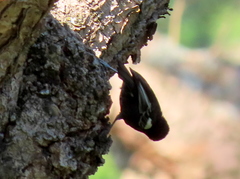 Melaniparus niger niger