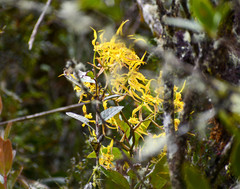 Cyrtochilum pardinum