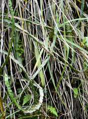 Baccharis genistelloides