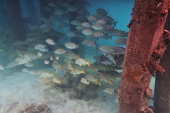 Plectorhinchus chrysotaenia