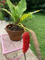 Anthurium plowmanii