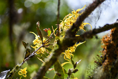 Cyrtochilum pardinum