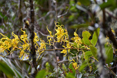 Cyrtochilum pardinum