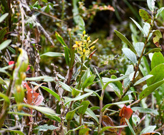 Epidendrum oxycalyx