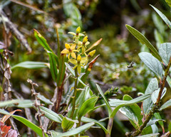 Epidendrum oxycalyx