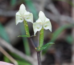 Disperis lindleyana