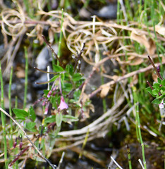 Epilobium denticulatum