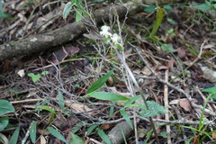 Disperis lindleyana