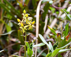 Epidendrum oxycalyx