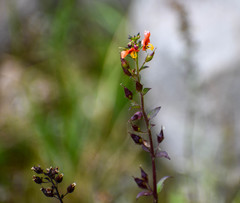 Alonsoa meridionalis