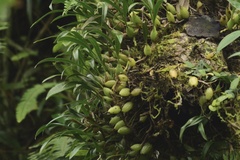 Pholidota cantonensis