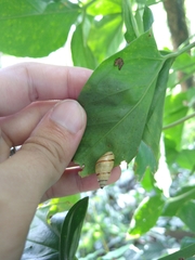 Drymaeus poecilus