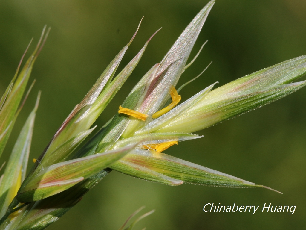 Bromus catharticus