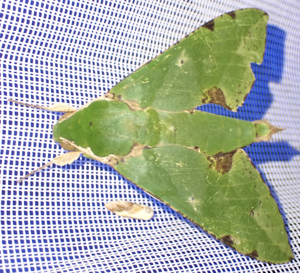 Verdant Hawk Moth
