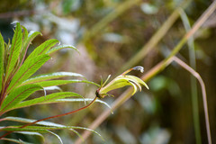 Siphocampylus lucidus