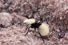 Dasymutilla magna