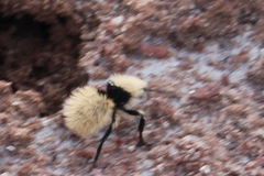 Dasymutilla magna