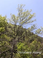 Ulmus uyematsui