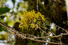 Cyrtochilum pardinum