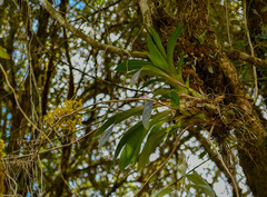 Cyrtochilum pardinum