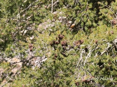 Pseudotsuga wilsoniana