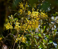 Cyrtochilum pardinum