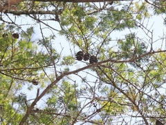 Pseudotsuga wilsoniana