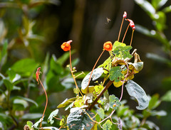 Tropaeolum tuberosum