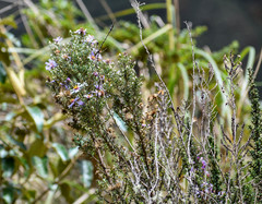 Diplostephium hartwegii