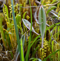 Lepanthes mucronata