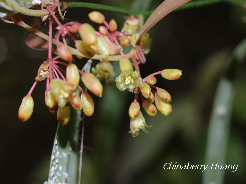Smilax elongatoumbellata