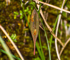 Lepanthes mucronata