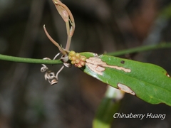 Smilax elongatoumbellata