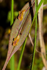 Lepanthes mucronata