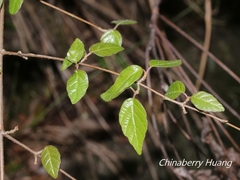 Viburnum parvifolium
