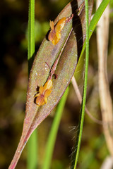 Lepanthes mucronata