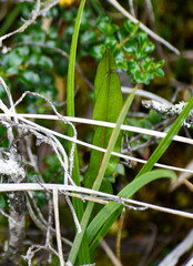 Baccharis genistelloides