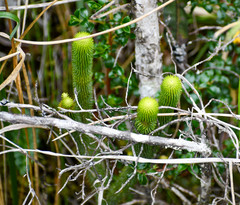 Phlegmariurus hystrix