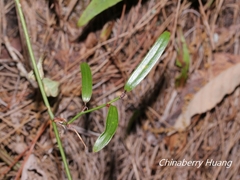Smilax elongatoumbellata